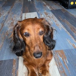 Delilah - Dachshund