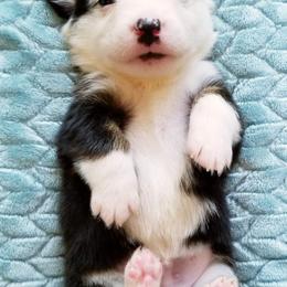 American Corgi and Pembroke Welsh Corgi Puppies from Whimsical Treasure Corgis
