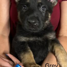Grey collar - Black and tan male German Shepherd puppy in Rushsylvania, Ohio from Surgenor Shepherds!
