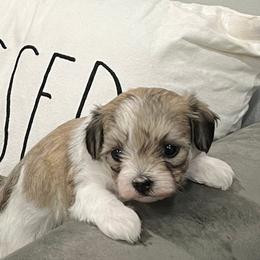 Maltipoo All Grown Up from ELIZABETH VENDLEY