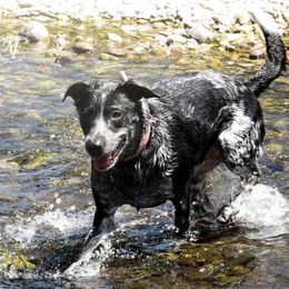 Mauii - Australian Cattle Dog