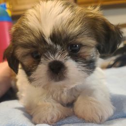 Puppy 4 - Tricolor male Shih Tzu puppy in Belleville, Michigan from Patricia's Heavenly Earth Angels