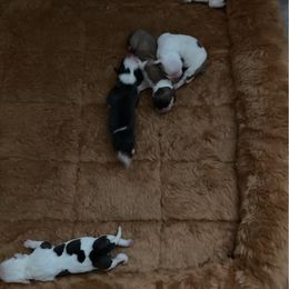 Boy 3 - White male American Bulldog puppy in Pace, Florida from Genesis American Bulldogs