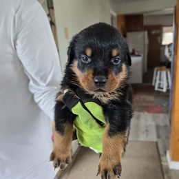 Little Yippie - Black and mahogany female Rottweiler puppy in Salt Lake City, Utah from Snubnose Rottweilers LLC