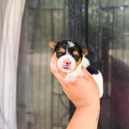 Boss - Parti male Yorkshire Terrier puppy in Billingsley, Alabama from Southern Yorkies of Bama