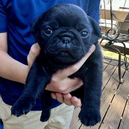 Peppa - Black female Pug puppy in Cedar Rapids, Iowa from Greener Hills Pugs