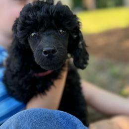 Pink Collar Girl - Black female Poodle puppy in Princeton, North Carolina from Boon Hill Poodles
