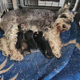 Male 1 - Black and silver male Miniature Schnauzer puppy in Chino, California from So Cal Schnauzer