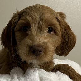 Boy 5 - Dark golden Australian Cobberdog puppy in Grand Rapids, Michigan from Joreese Australian Cobberdogs