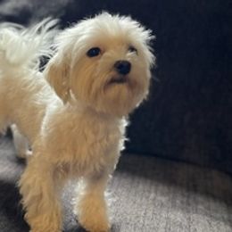Morkies and Yorkshire Terriers from Lisa’s Little Yorkies