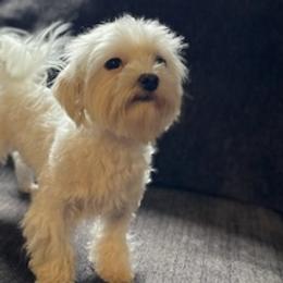 Morkies and Yorkshire Terriers from Lisa’s Little Yorkies