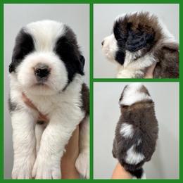 Green - Mahogany and white male Saint Bernard puppy in Ladysmith, Wisconsin from Northwoods Saint Bernards
