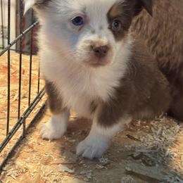 Donner - Red tri male Toy Australian Shepherd puppy in Menan, Idaho from Teton Toy Aussies