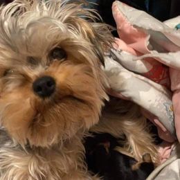 Eevee - Yorkshire Terrier