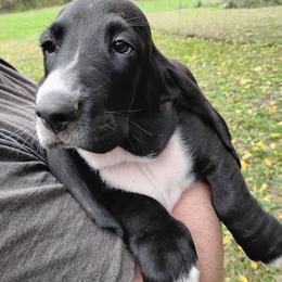 Zeus - Black and white male Basset Hound puppy in Imler, Pennsylvania from Happy Hounds