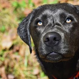Dilute Retrievers from Silver Bullet Retrievers