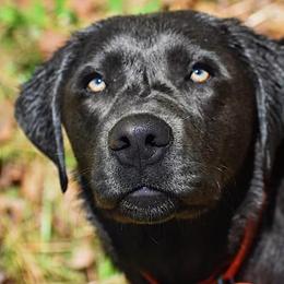 Dilute Retrievers from Silver Bullet Retrievers