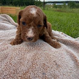 Girl 3 - Red  female Goldendoodle puppy in Wesson, Mississippi from Southern Country Doodles