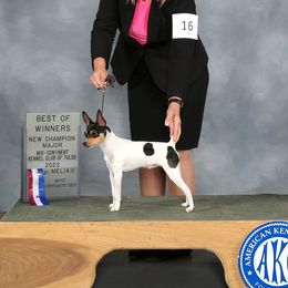 Willie - Toy Fox Terrier
