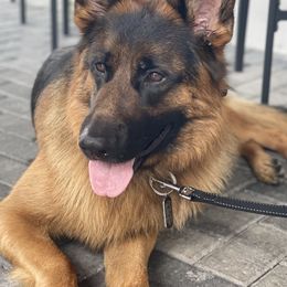 German Shepherd Puppies from AceHaven Canines