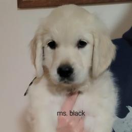 Ms. Black - Light golden female Golden Retriever puppy in Campton, Kentucky from ElkRidge Goldens