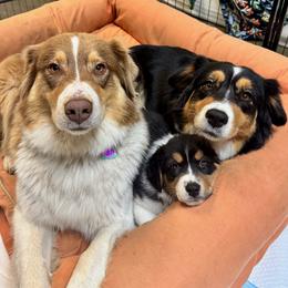 Australian Shepherd All Grown Up from Whinny Hill