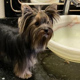 Yorkshire Terriers from Tiny Tailz