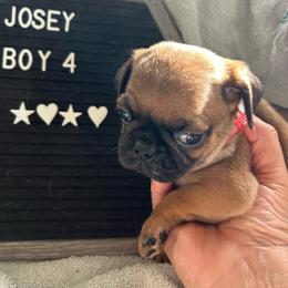 Boy 4 - Fawn male Pug puppy in Norborne, Missouri from Pug Palace