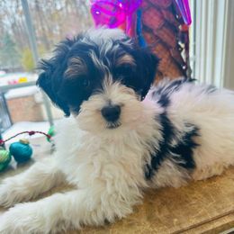 Rory - Tri-color female Bernedoodle puppy in Sherman, Illinois from Shirl Doodle Life