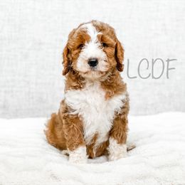 Cavapoo and Goldendoodle Puppies from Lake Cumberland Doodle Farm
