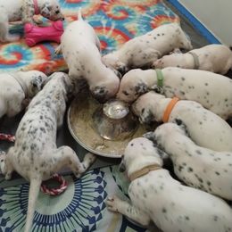 Dalmatian and Havanese Puppies from Anni's Spots