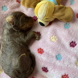 Australian Labradoodle and Double Doodle Puppies from Little Kingdom Doodles