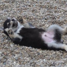 Shiba Inu and Yorkshire Terrier Puppies from Royal Kennels