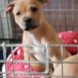 Bull Terrier and Staffordshire Bull Terrier Puppies from Terri Cournoyer