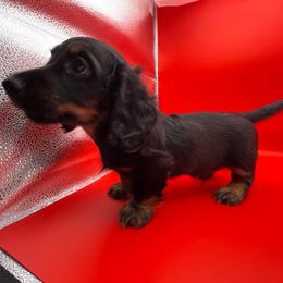 Ty (Red) - Black and tan male Dachshund puppy in Humble, Texas from Foley Dachshunds