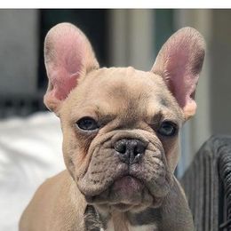 French Bulldogs from Besters Frenchies
