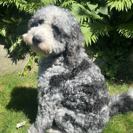 Choco - Bernedoodle