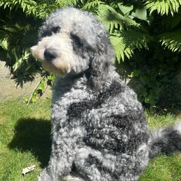 Choco - Bernedoodle