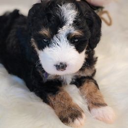 Bernedoodle Puppies from Mt. Rainier Doodle Dogs