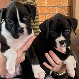 Boxer Puppies from Winchester Boxers