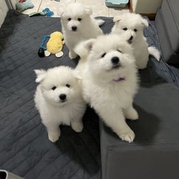 Samoyed Puppies from The Floof Brigade