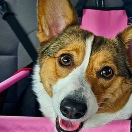 Blossom - Pembroke Welsh Corgi