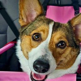 Blossom - Pembroke Welsh Corgi