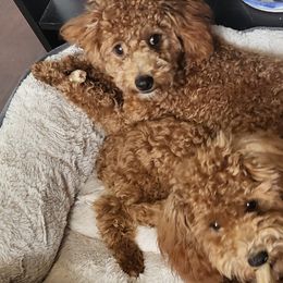 Havanese and Poodles from Fluffy Paws Puppies
