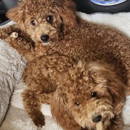 Havanese and Poodles from Fluffy Paws Puppies