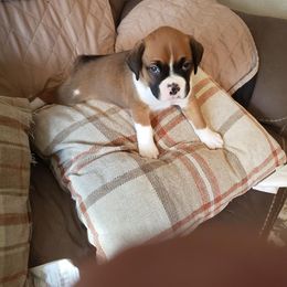 Boxer Puppies from East River Boxers