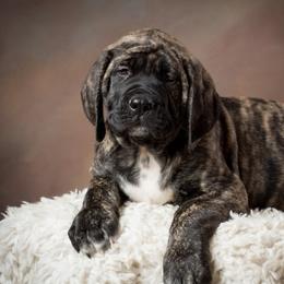 Mastiff and Neapolitan Mastiff Puppies from Sims English Mastiffs and Neapolitans