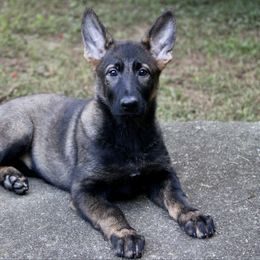 Female 1 - Sable female German Shepherd puppy in Cumming, Georgia from Cainedelup
