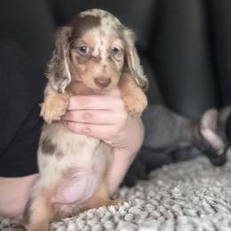 Dachshund Puppies from EntityDachs