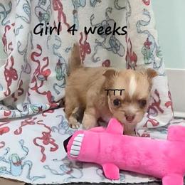 LC Red Merle - Red female Chihuahua puppy in Medina, Ohio from T Tiny Treasures